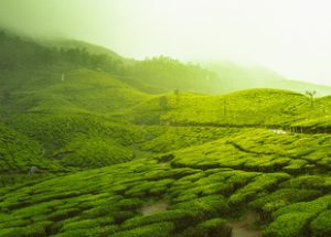 Munnar- A pristine town of God’s Own Country, Kerala 6