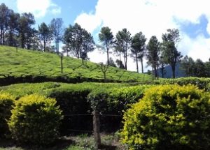 Munnar- A pristine town of God’s Own Country, Kerala 7