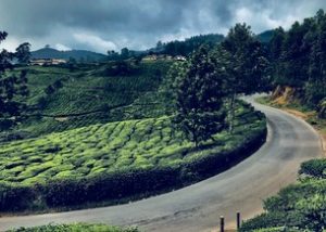 Munnar- A pristine town of God’s Own Country, Kerala 5