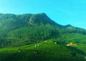 Munnar- A pristine town of God’s Own Country, Kerala 4