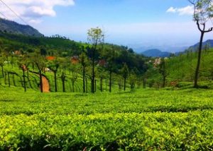 Tea Factory and the Tea Museum at Ooty